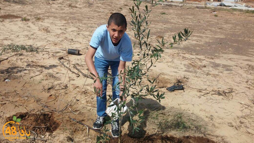 shajar tasojj (8).JPG